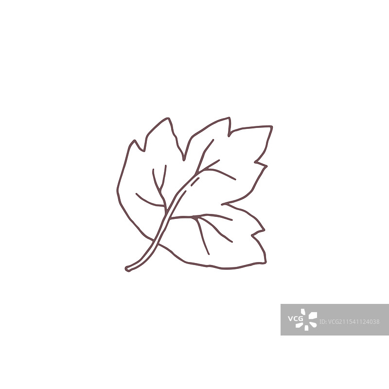 一幅手绘的枫叶图画图片素材