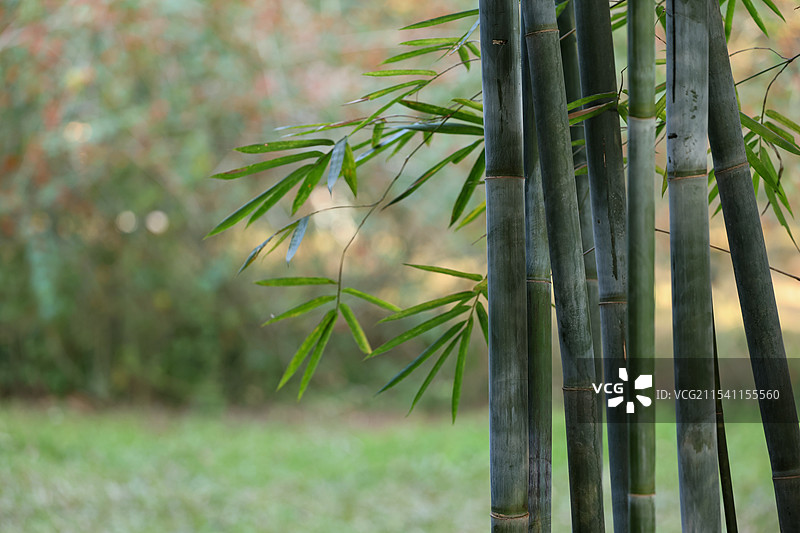 华南植物园的竹子图片素材