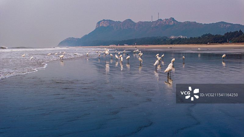 海滩上的白鹭图片素材