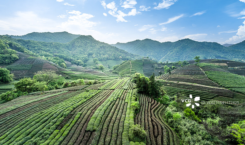 中国杭州茶园风光图片素材