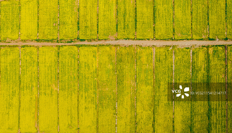 航拍西北甘肃张掖扁都口的油菜花海图片素材