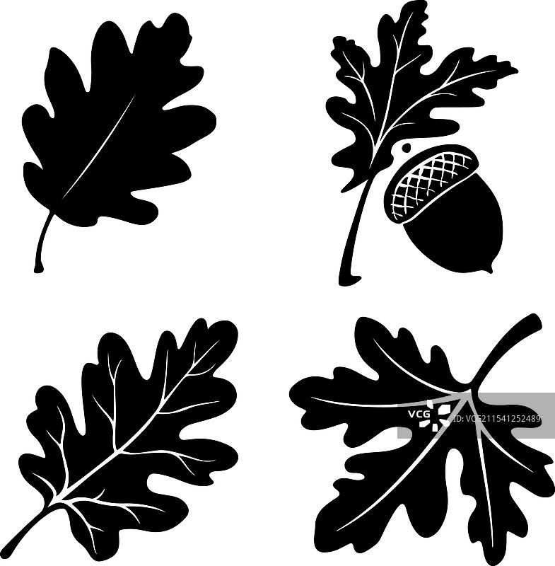 单个橡子叶子的剪影设计图片素材