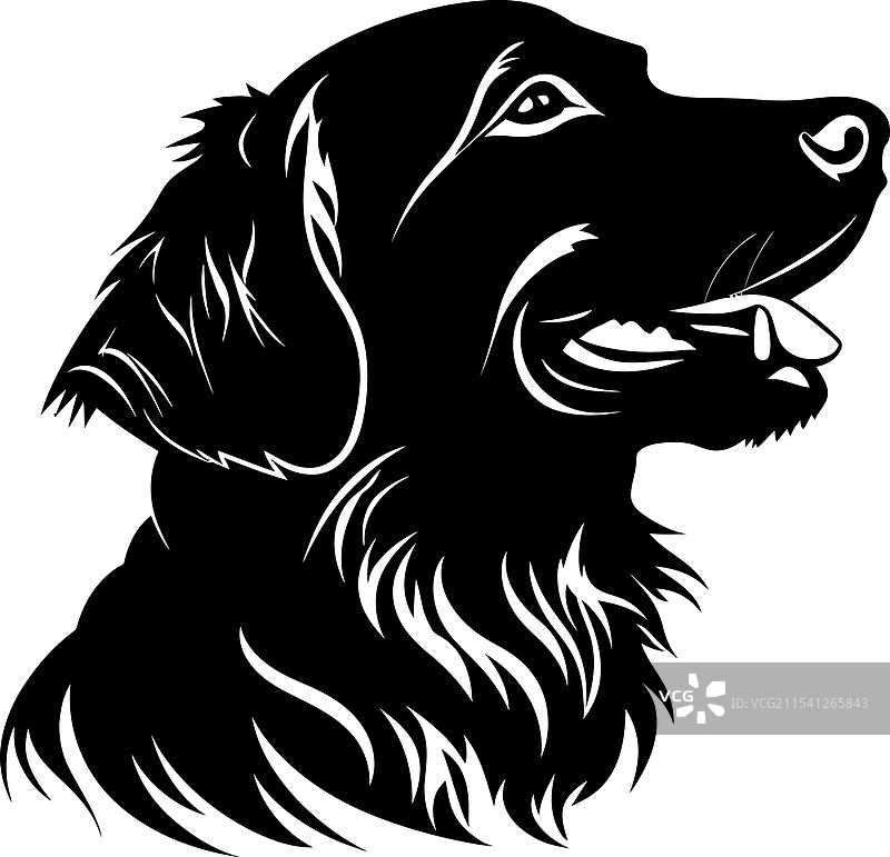 金毛寻回犬剪影，白色背景图片素材