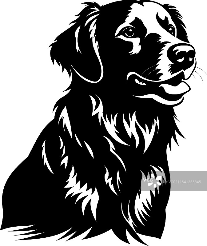 金毛寻回犬剪影，白色背景图片素材