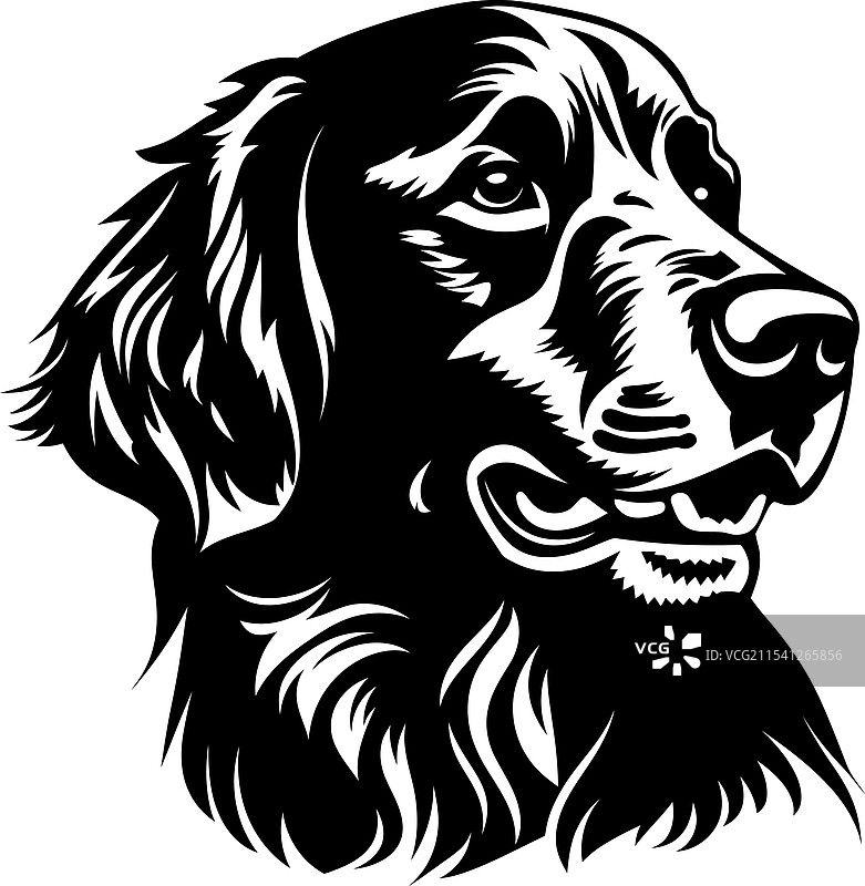 金毛寻回犬剪影在白色背景上图片素材