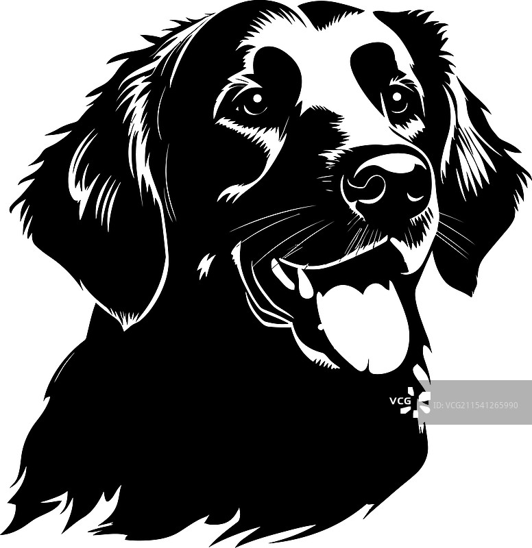 金毛寻回犬剪影，白色背景图片素材