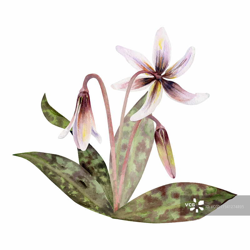 春季花卉白色的白头翁小鹿百合图片素材