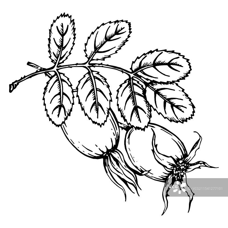 单色玫瑰果图形图片素材