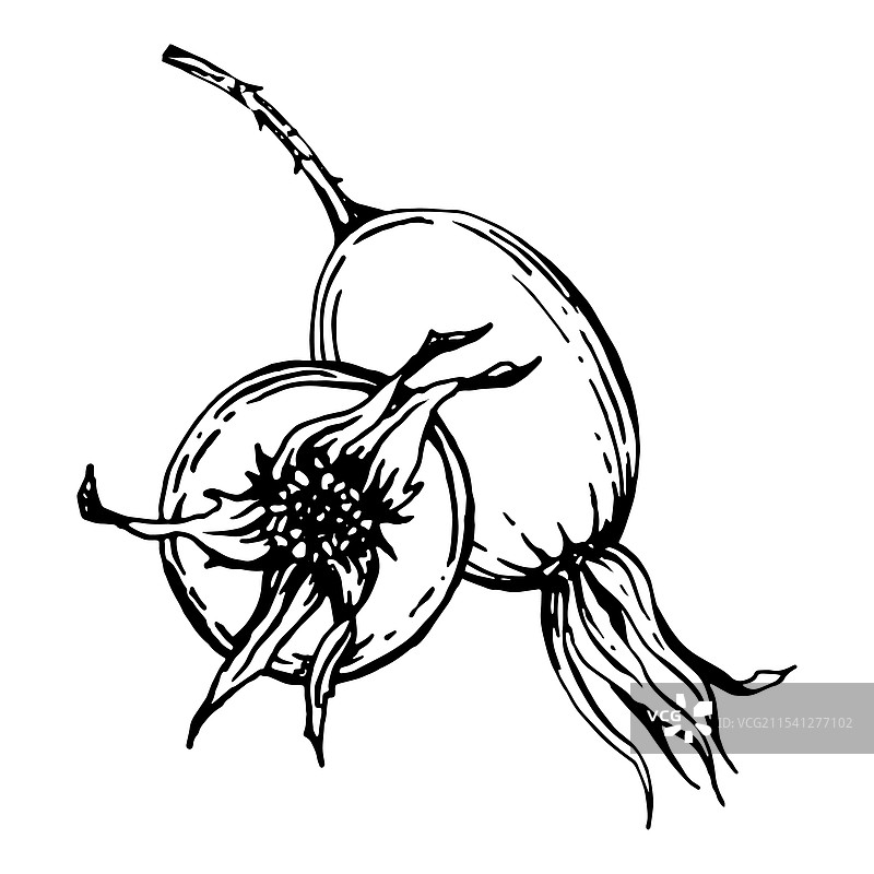 玫瑰果单色图形图片素材