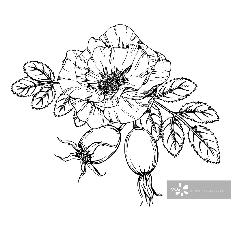 单色玫瑰果图形图片素材