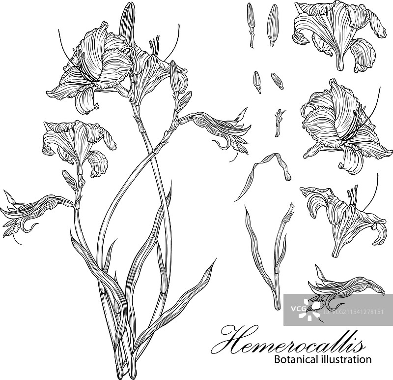 萱草的植物图解图片素材