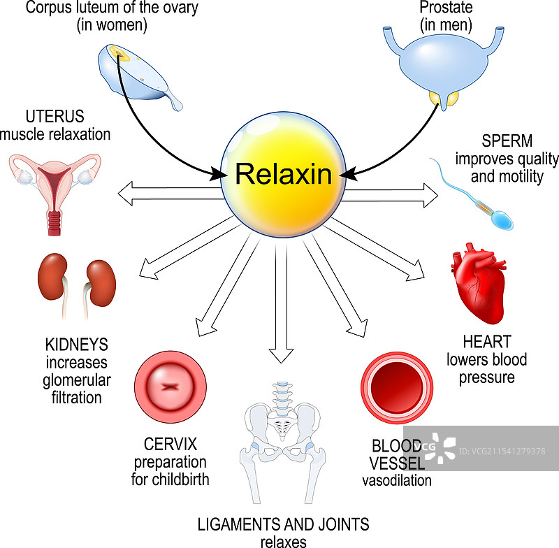 放松激素 怀孕激素图片素材