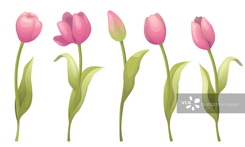 可爱的郁金香组合图片素材