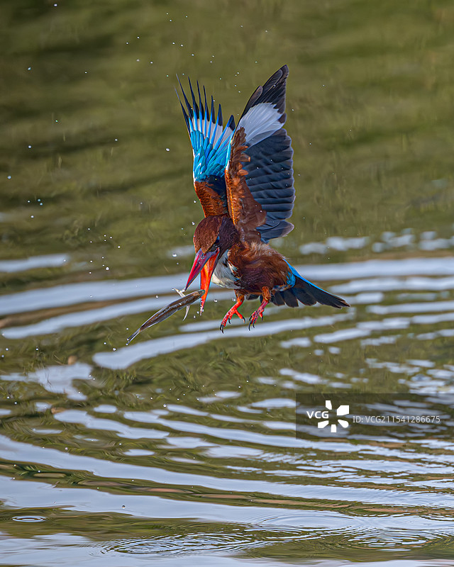 白胸翡翠图片素材