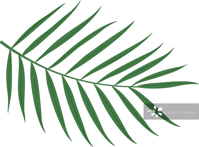 生机勃勃的绿色棕榈叶展现自然之美图片素材