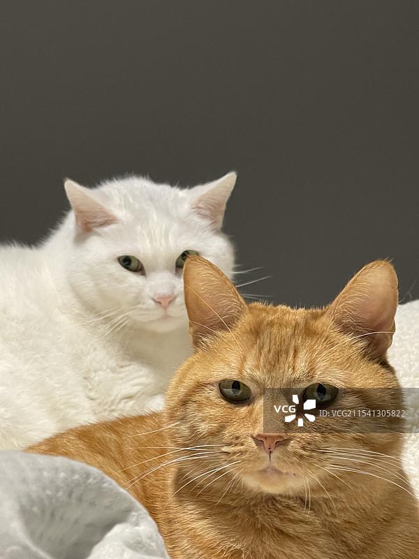 猫的特写肖像图片素材