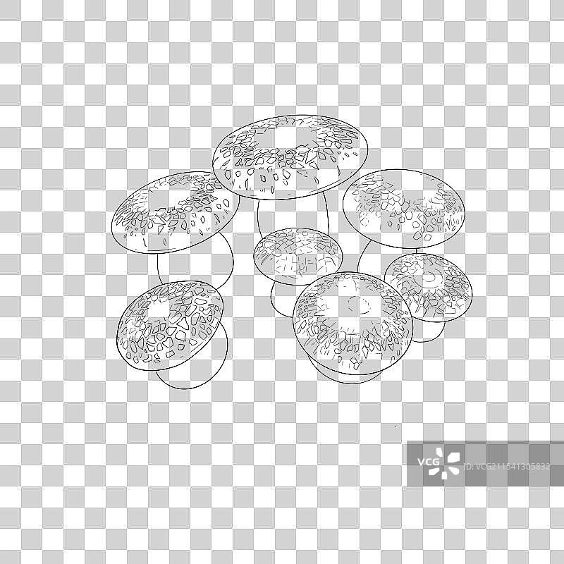 青头菌图片素材