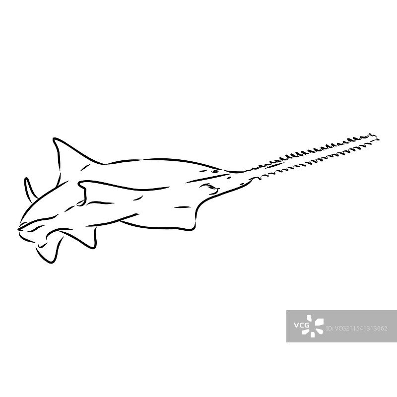 锯鲨线锯鱼素描图片素材