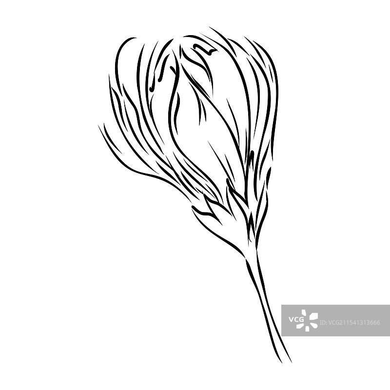 热带缅桂花的强烈黑色线条素描图片素材