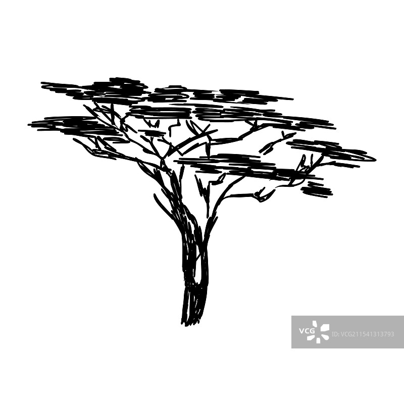 孤立的非洲树木剪影，金合欢树图片素材