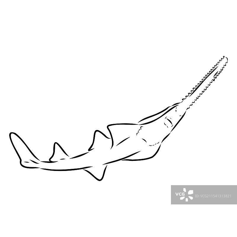 锯鲨线锯鱼素描图片素材