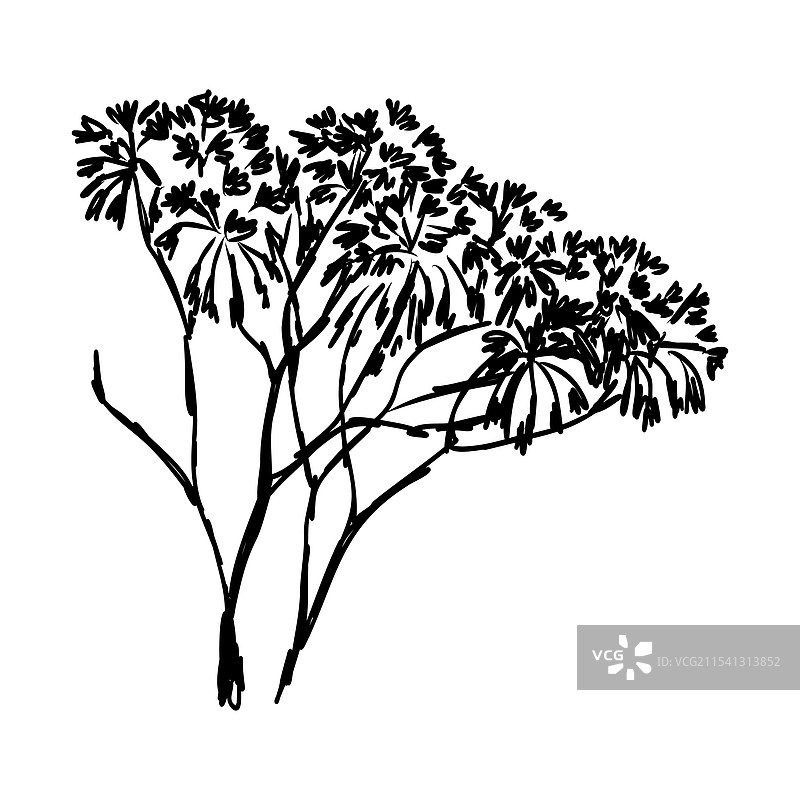 孤立的非洲金合欢树剪影图片素材