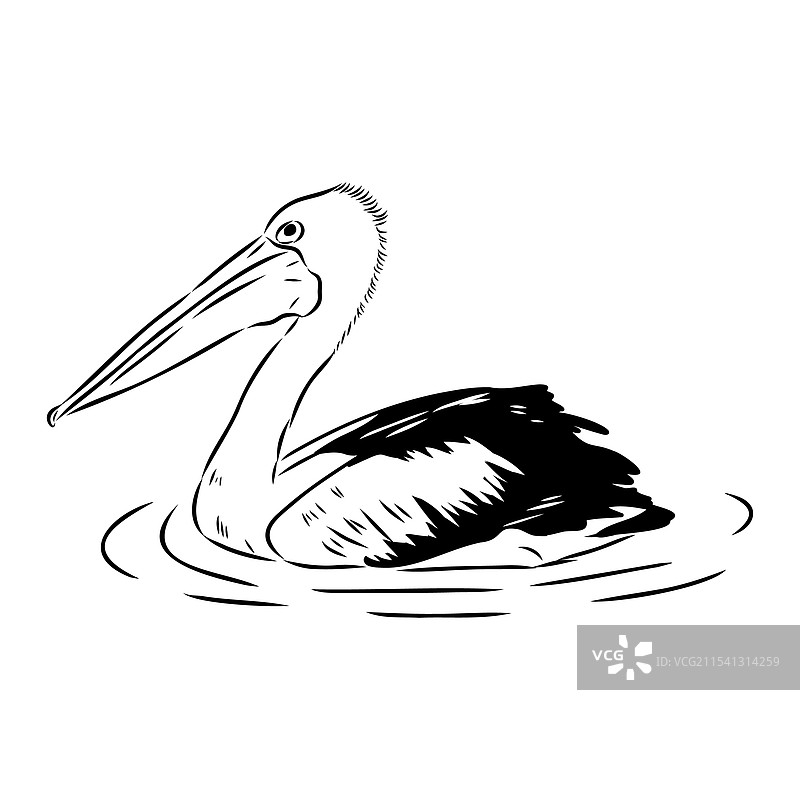 孤立的澳大利亚鹈鹕鸟收藏图片素材