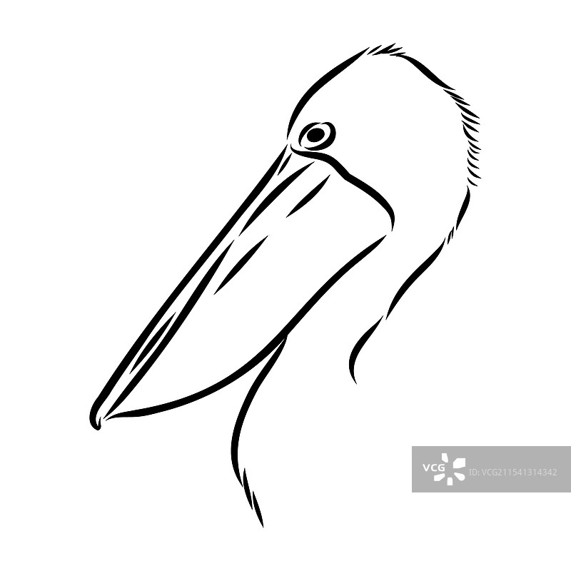 孤立的澳大利亚鹈鹕鸟集合图片素材