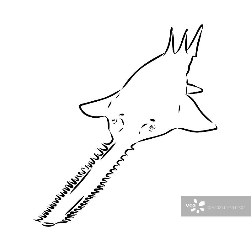 锯鲨线锯鱼素描图片素材