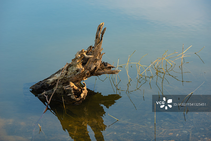 湖中浮木的特写镜头图片素材