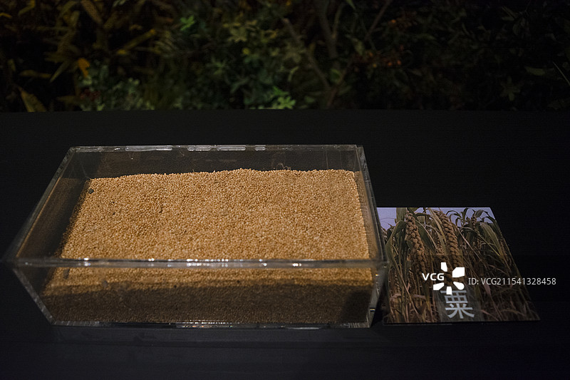 粟-谷类作物，籽实碾去皮以后就成小米，供食用，茎可喂牲口。旧时泛称谷类图片素材