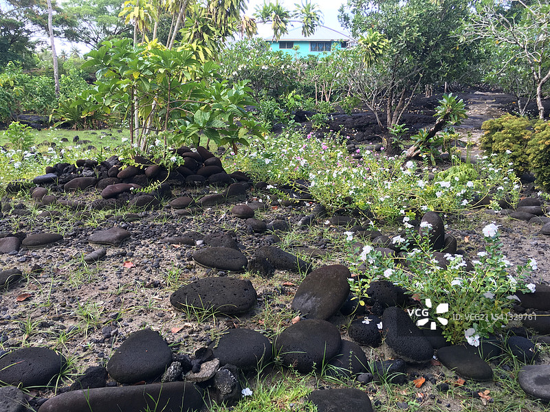 萨摩亚萨瓦伊岛火山喷发后的岩石图片素材