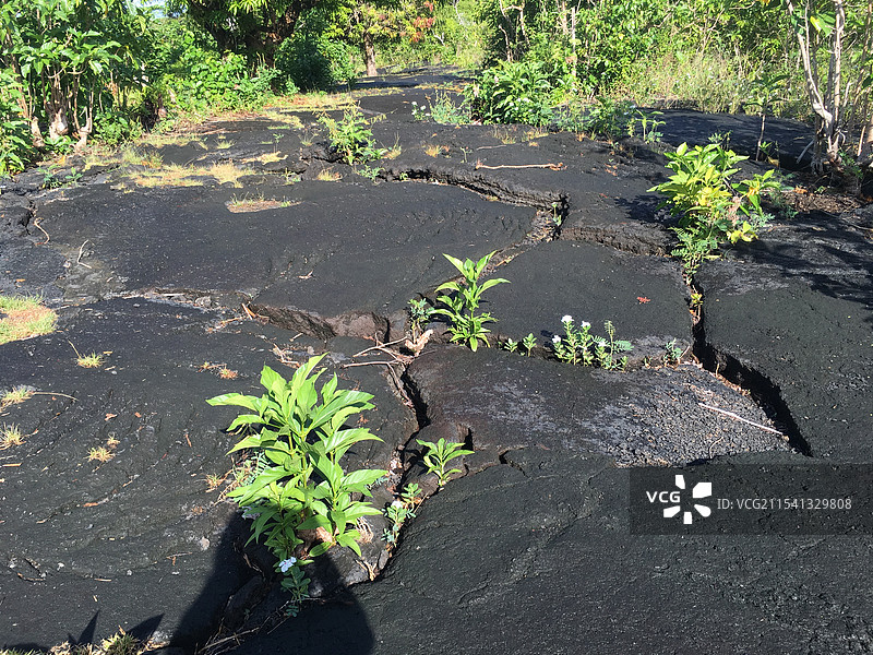 萨摩亚萨瓦伊岛火山喷发后的岩石图片素材