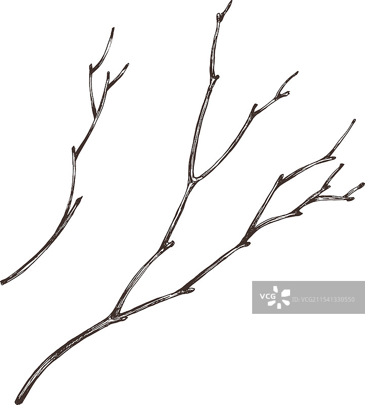 干枯的棕色树枝线条画，没有叶子图片素材