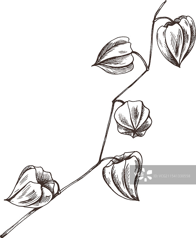 干花果实分支，灯笼果，茄科图片素材