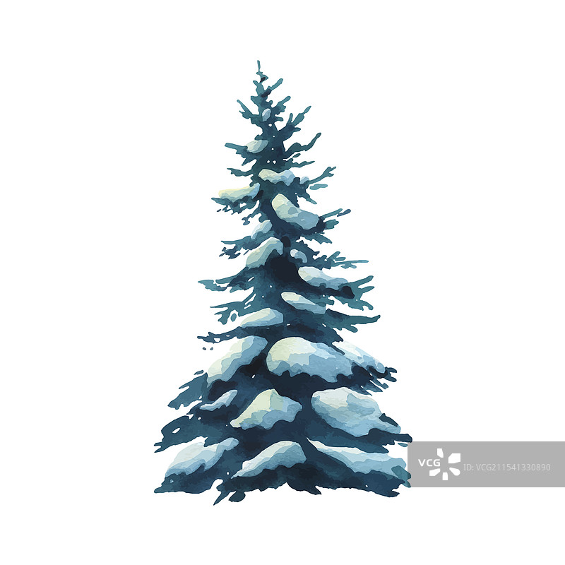 广枝常青冷杉树图片素材