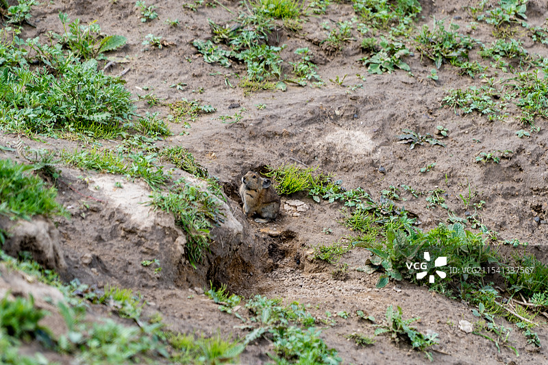 鼠兔特写图片素材