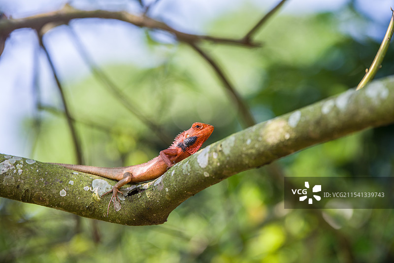 海南马鬃蛇图片素材