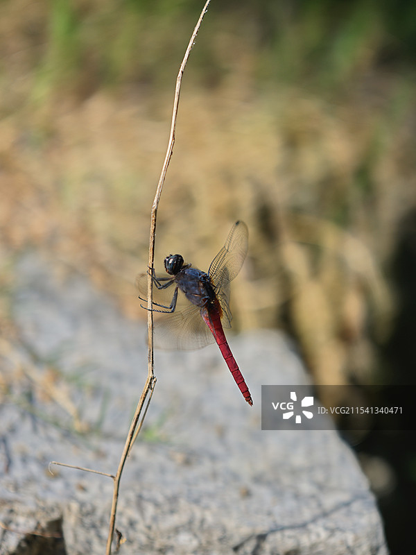 蜻蜓图片素材