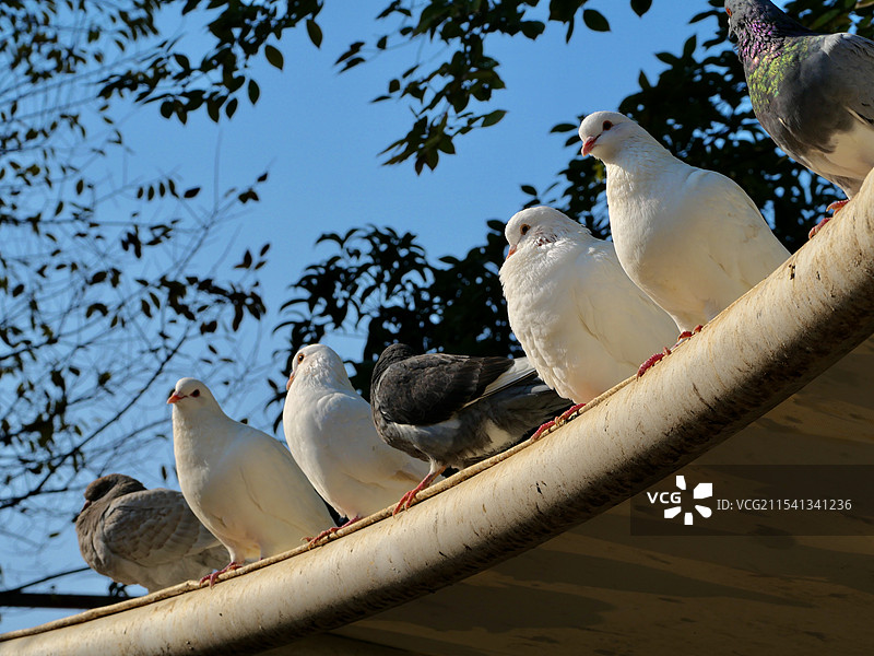 一样鸽子在门檐上的低角度视图图片素材