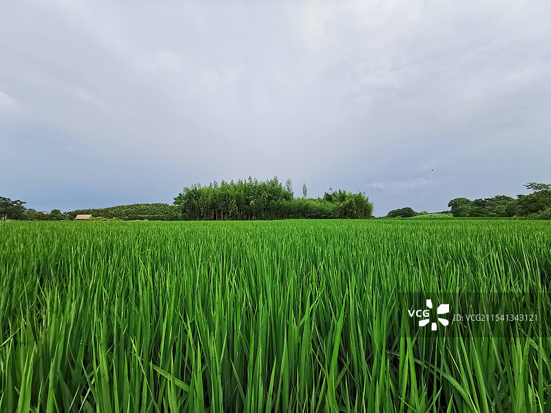 良渚文化公园景色图片素材