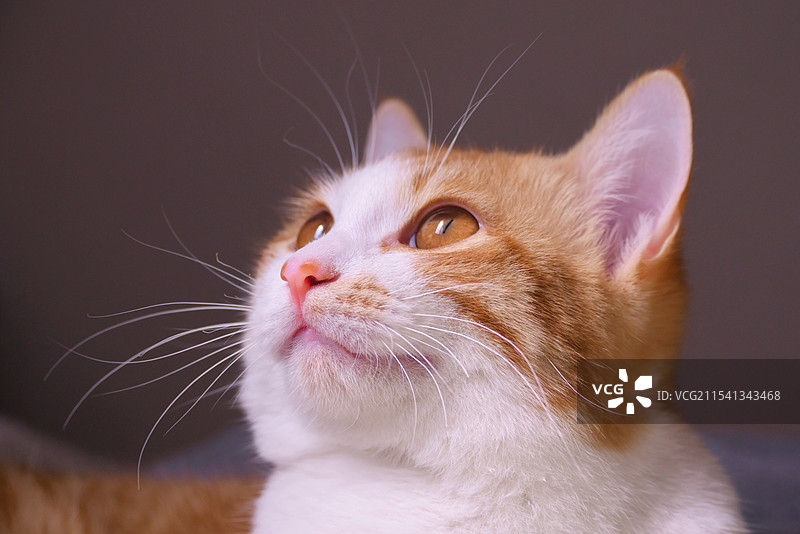 橘猫发腮图片素材