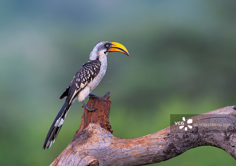 黄弯嘴犀鸟图片素材