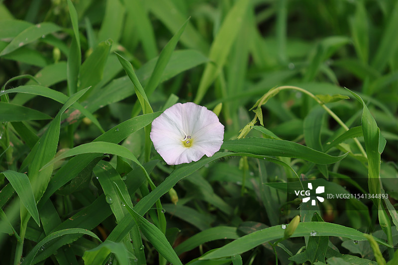 草丛里盛开的喇叭花图片素材