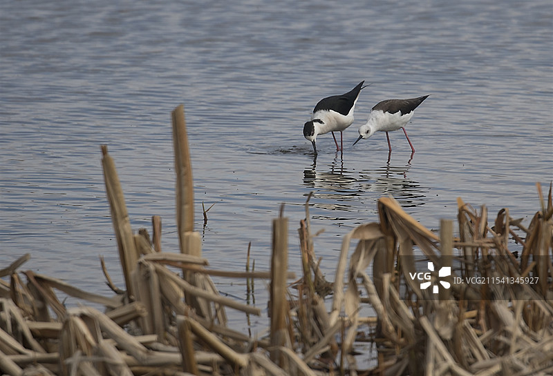 长脚鹬图片素材