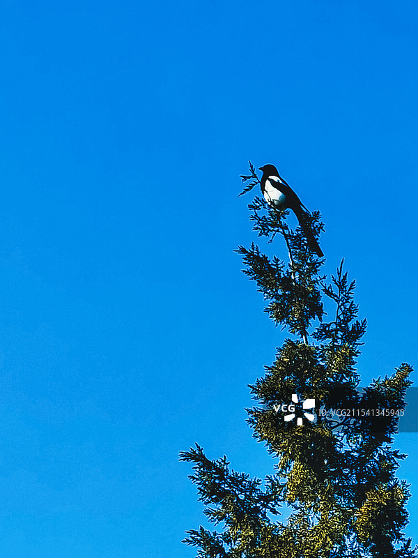鹊登枝头图片素材