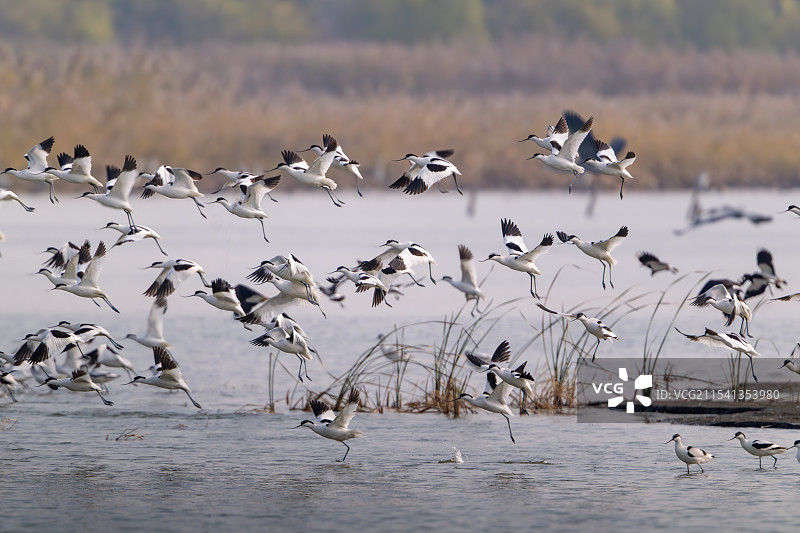 反嘴鹬群图片素材