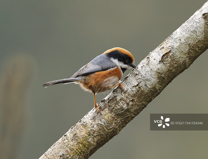 红冠啄虫图片素材