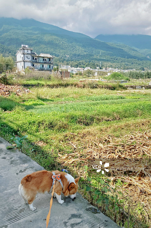 柯基犬图片素材