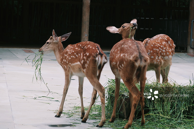 梅花鹿图片素材